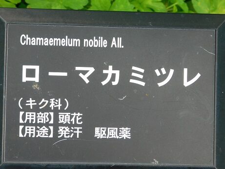 DSCN7917