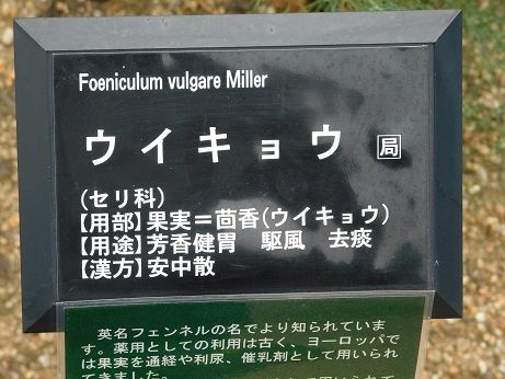 DSCN5459