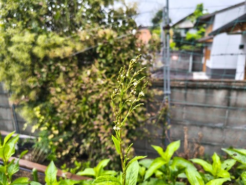 IMG_20260903_084755218_HDR