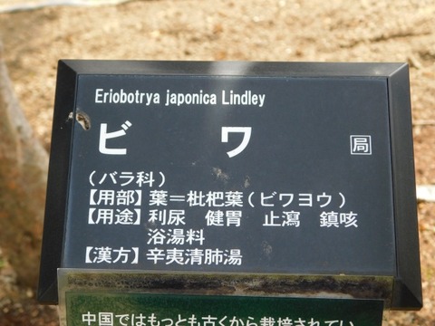 DSCN3696