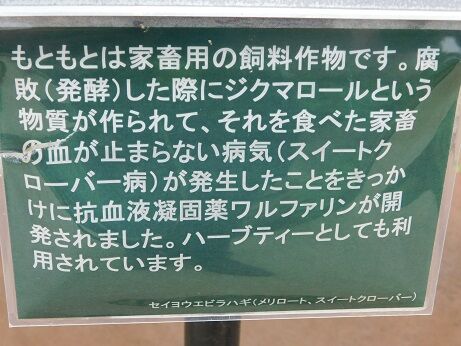 DSCN9617