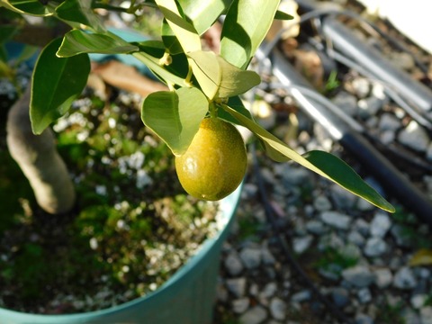 DSCN5886