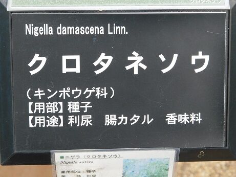 DSCN7901