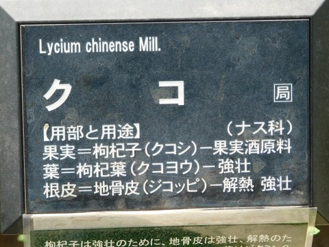 DSCN7309