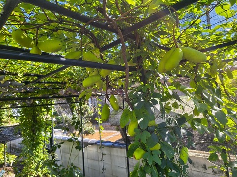 IMG_20261008_134002519_HDR
