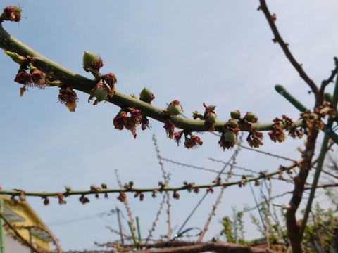 DSCN3693