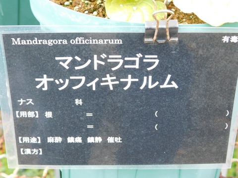 DSCN6108