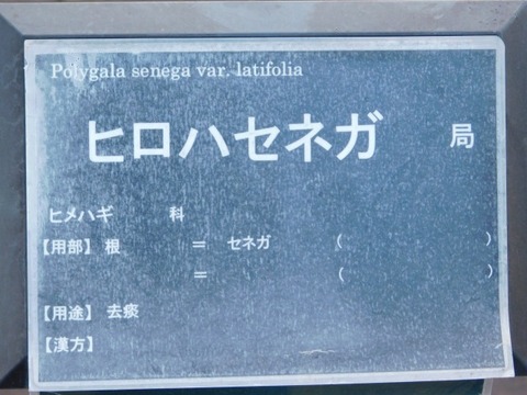 DSCN6710