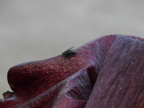 DSCN3860