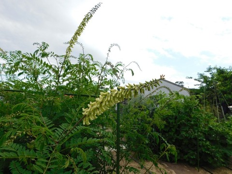 DSCN6770