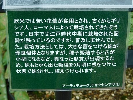 DSCN9929