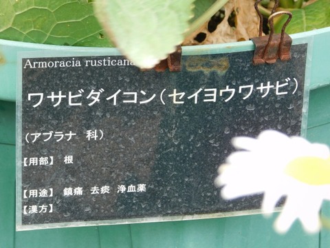 DSCN6811