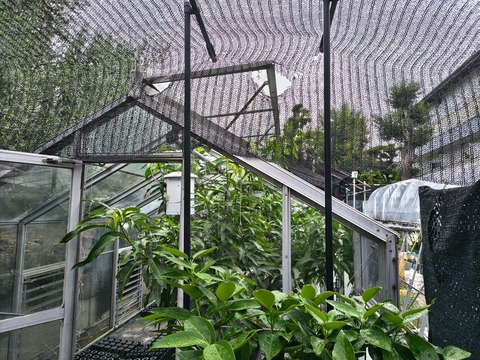 IMG_20260903_084938836_HDR