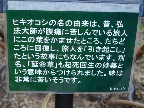 DSCN8674