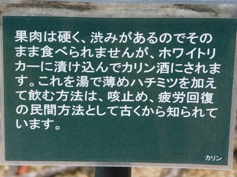 DSCN3653