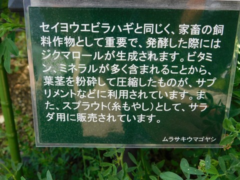 DSCN4242