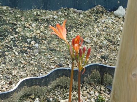 DSCN7365