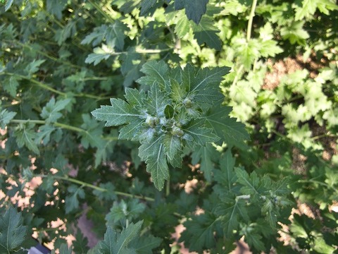 IMG_20261003_142125669_HDR