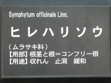 DSCN5031