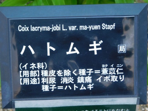 DSCN6957