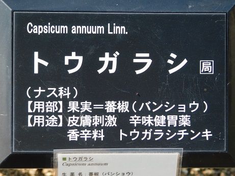 DSCN3889