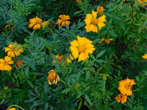 DSCN3095