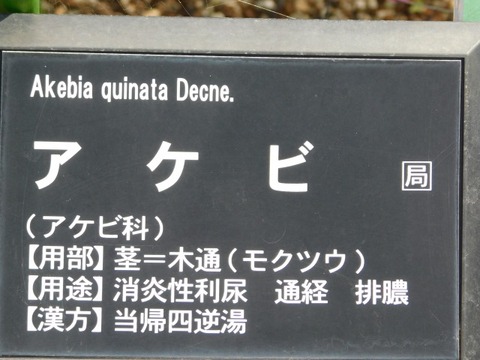DSCN6429