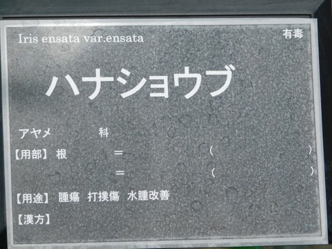 DSCN6782