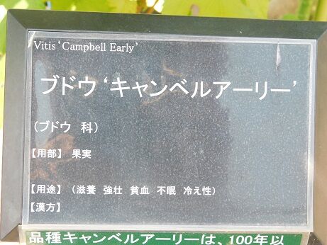 DSCN7741