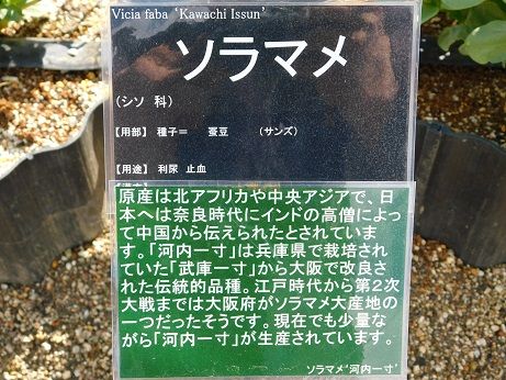 DSCN4450