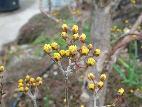 DSCN6203