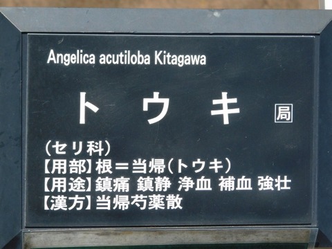 DSCN7263
