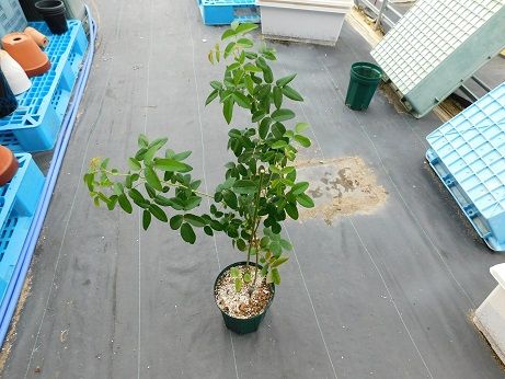 DSCN3465