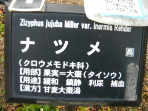 DSCN8442