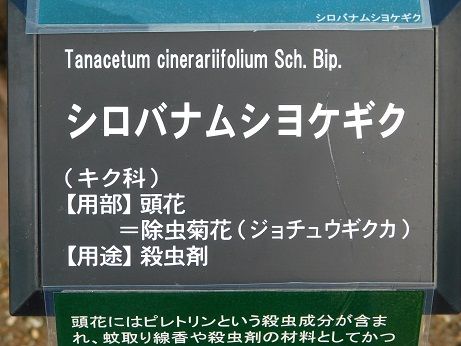 DSCN4890