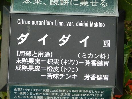 DSCN1011