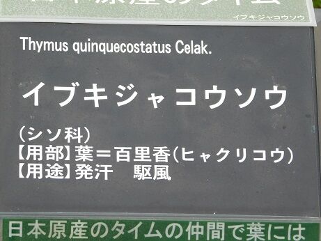 DSCN7239