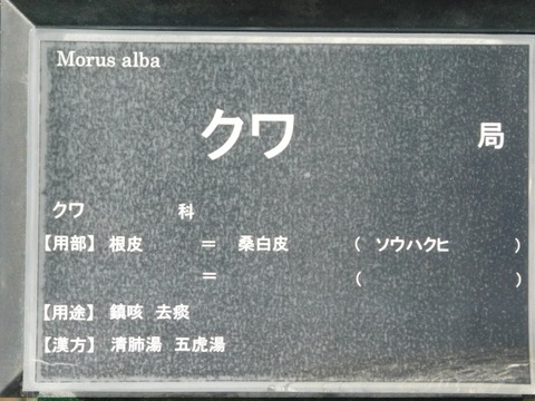DSCN6578