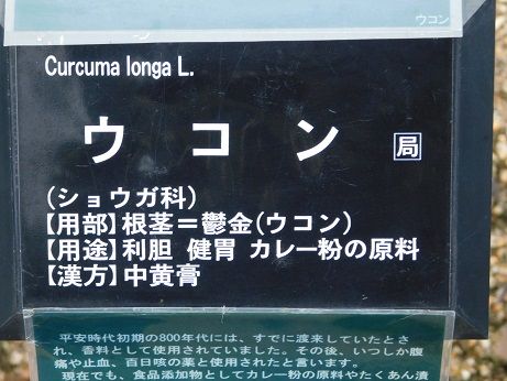 DSCN5818