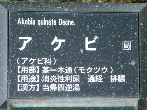 DSCN5347