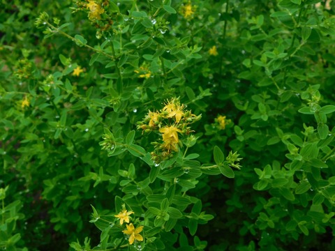 DSCN4360