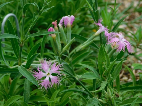 DSCN5337