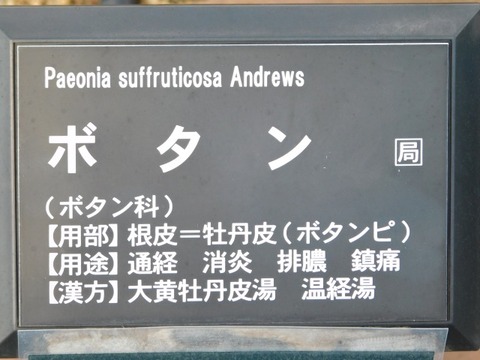 DSCN6352