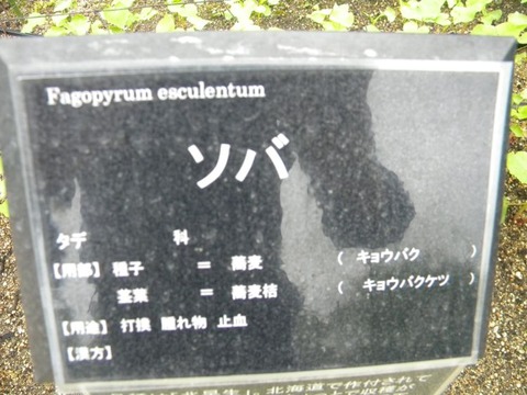 DSCN8993