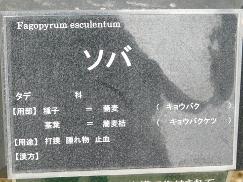 DSCN6869