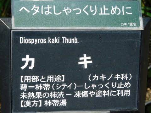DSCN3902