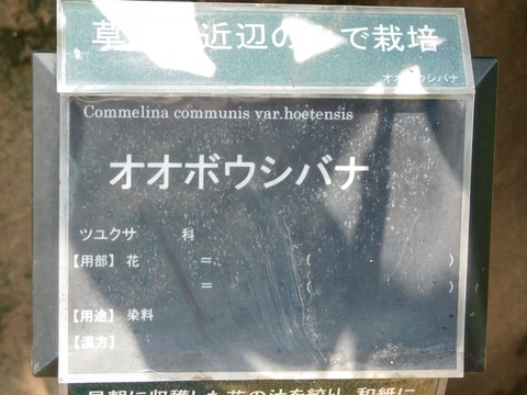 DSCN4452
