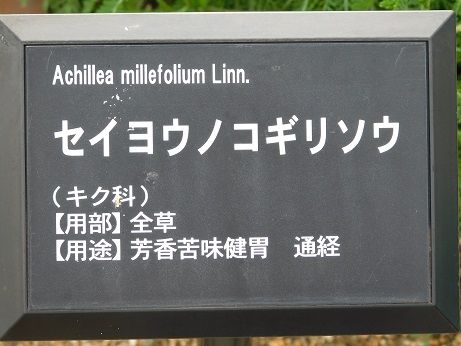 DSCN4999
