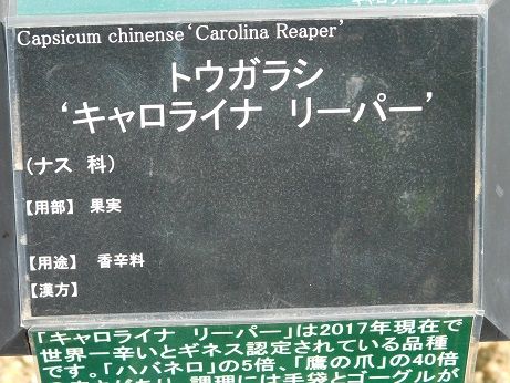 DSCN5973
