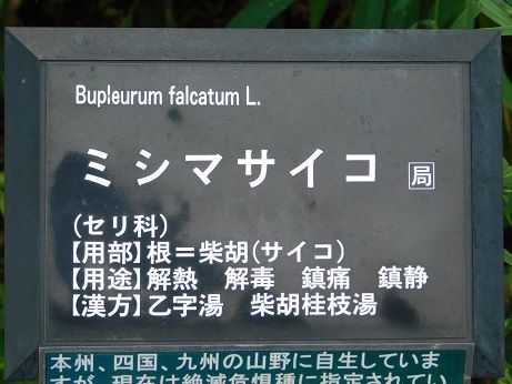 DSCN5796